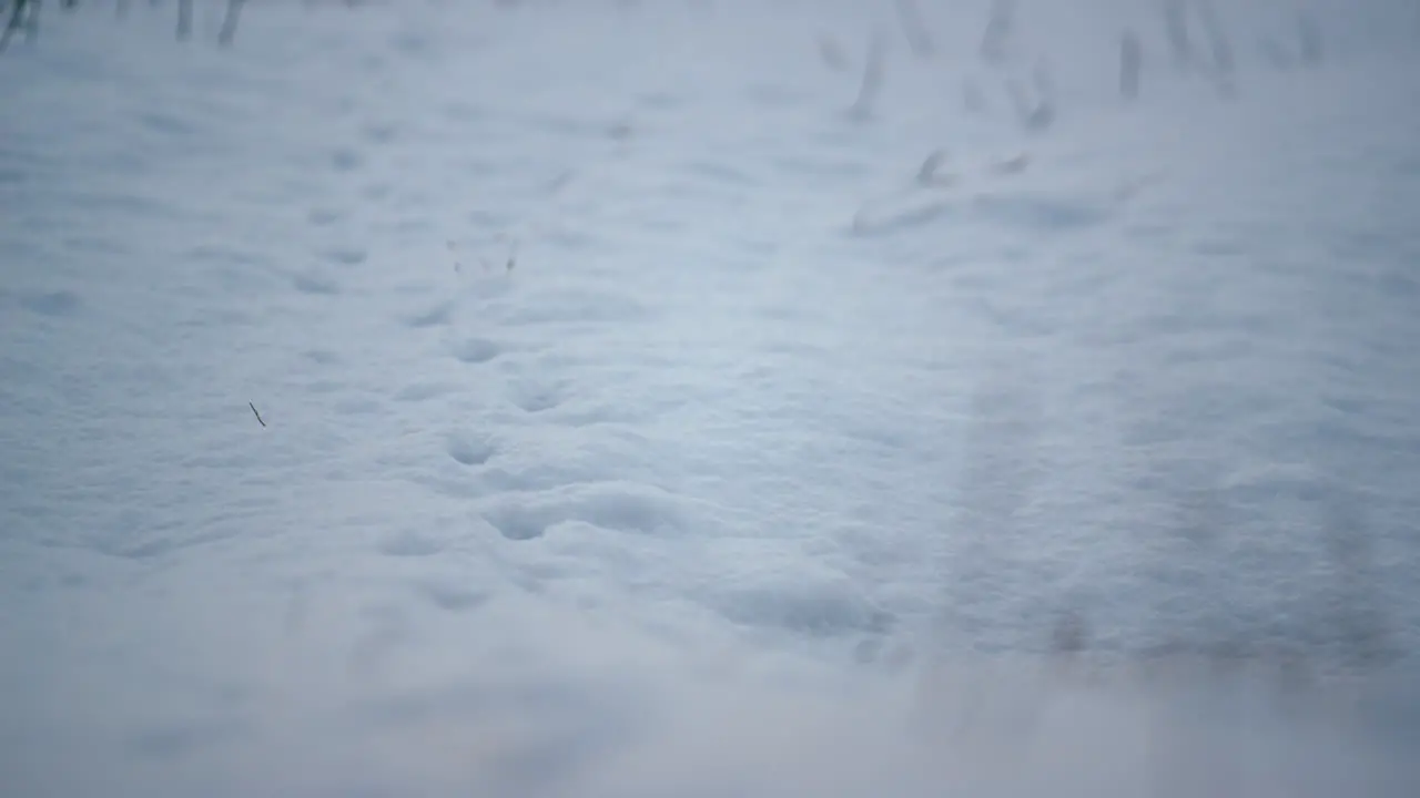 White snow lying field ground close up Frozen meadow with traces of animal