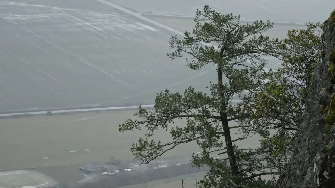 A look at an evergreen hanging of off Lower Table Rock near Central Point in Southern Oregon