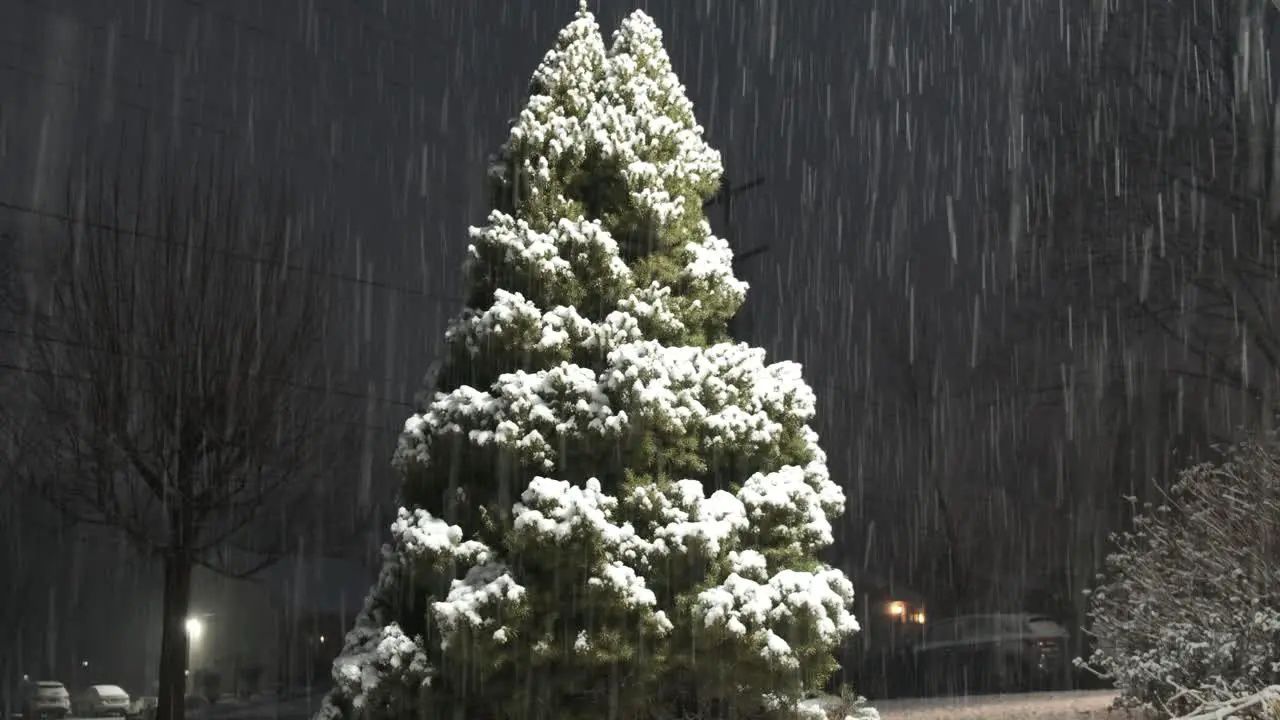 Heavy snow falling on a green tree