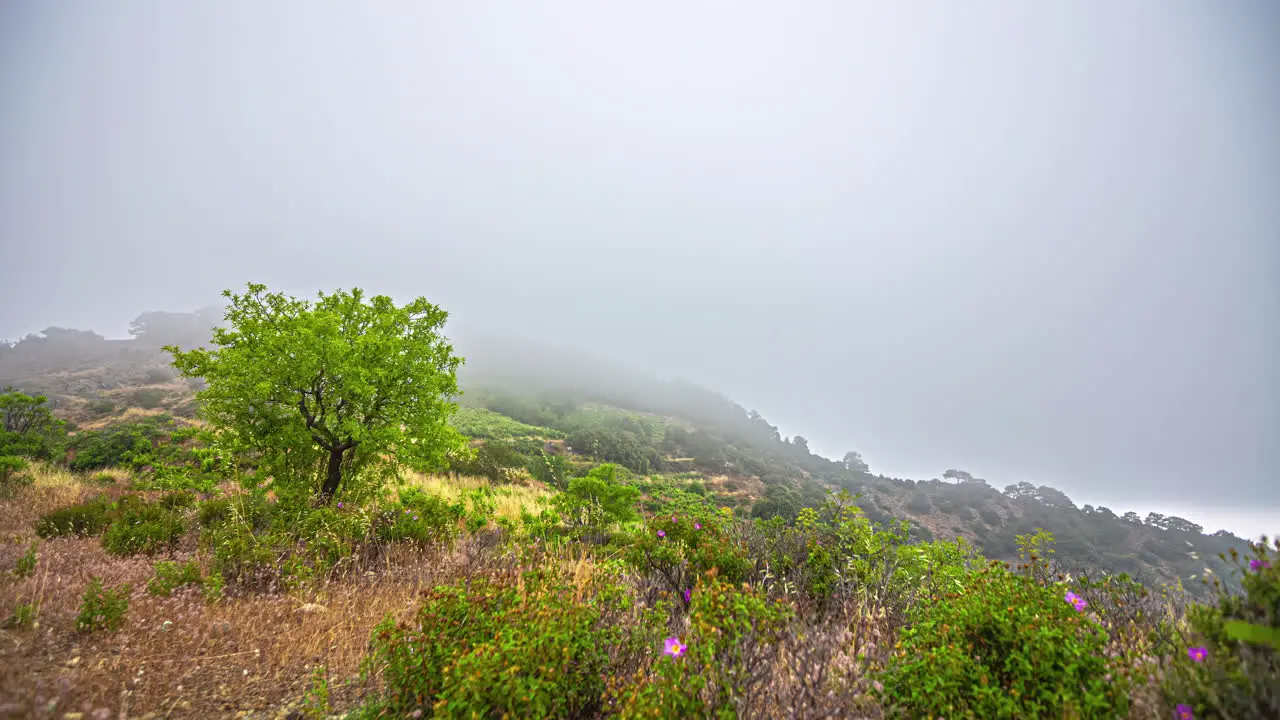 A Time Lapse Shot Of A Chilly weather And Plants Blown By A Strong Wind On A Hilltop