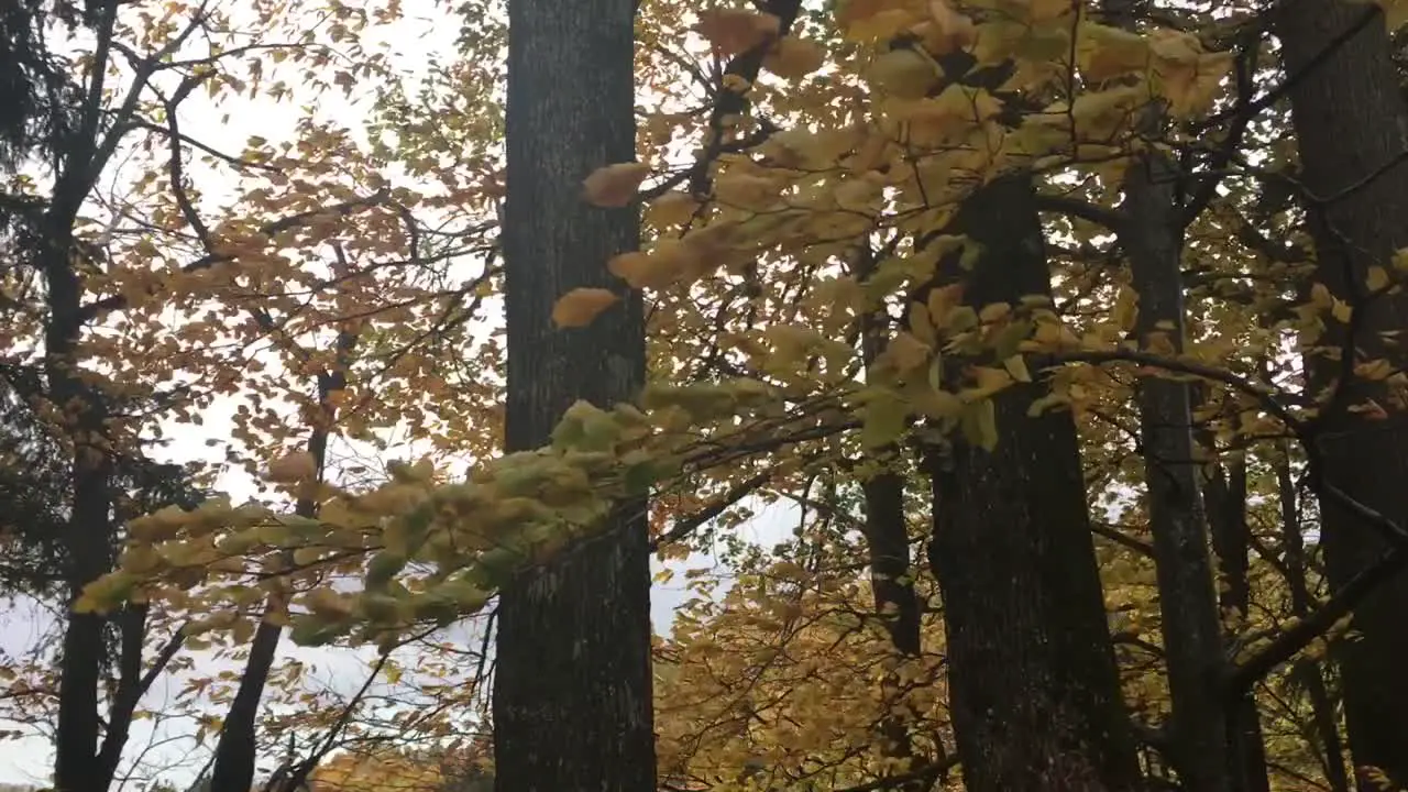 Treetops moving in the wind autumn colors