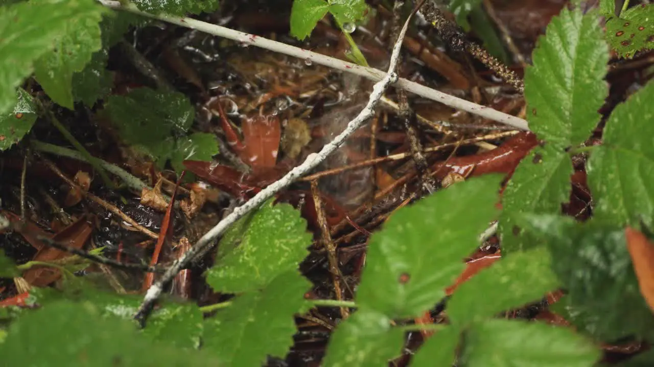 Huge raindrops fall on a puddle created by an overly wet day in the pacific northwest