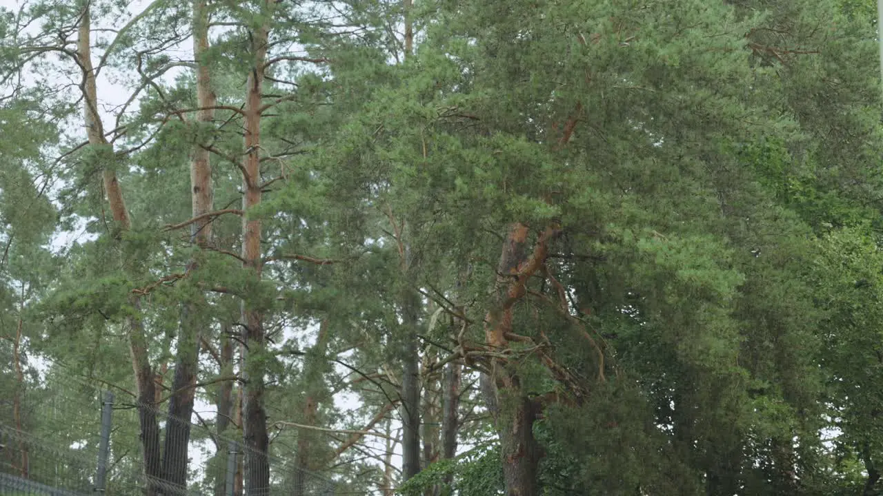 Heavy rain with green trees in background