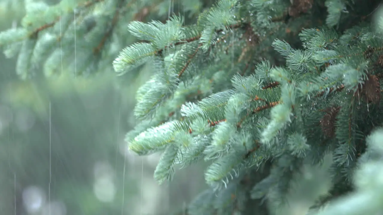 Rain falls on swaying fir tree branches