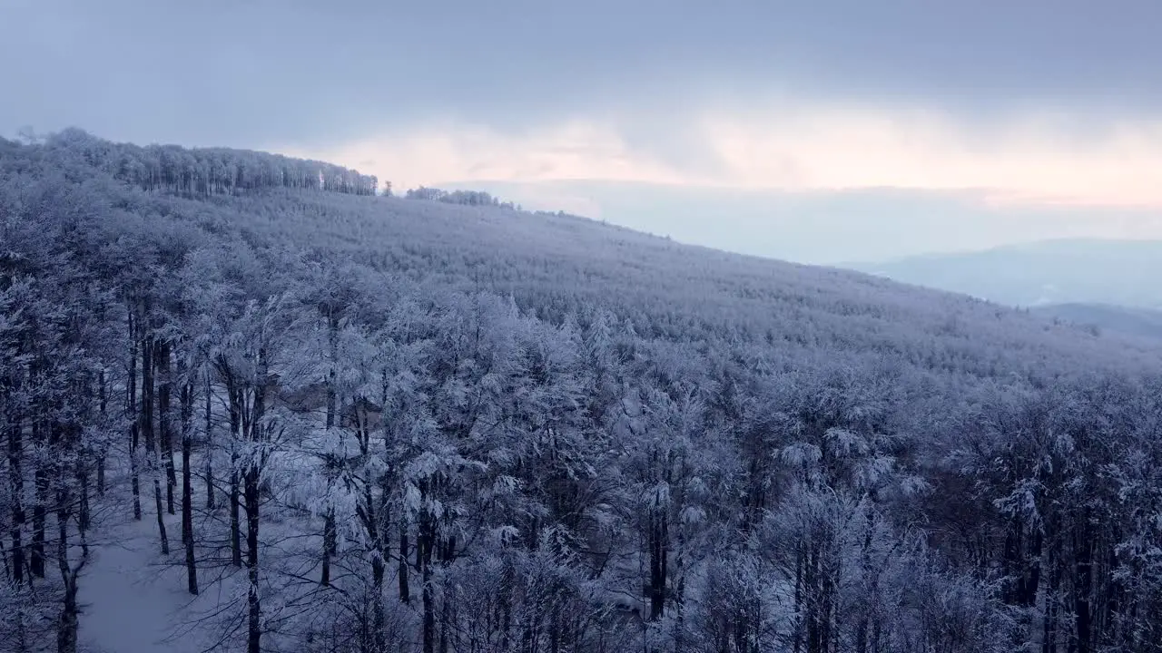 Forest canopy covered in white winter snow Chumerna peak Bulgaria