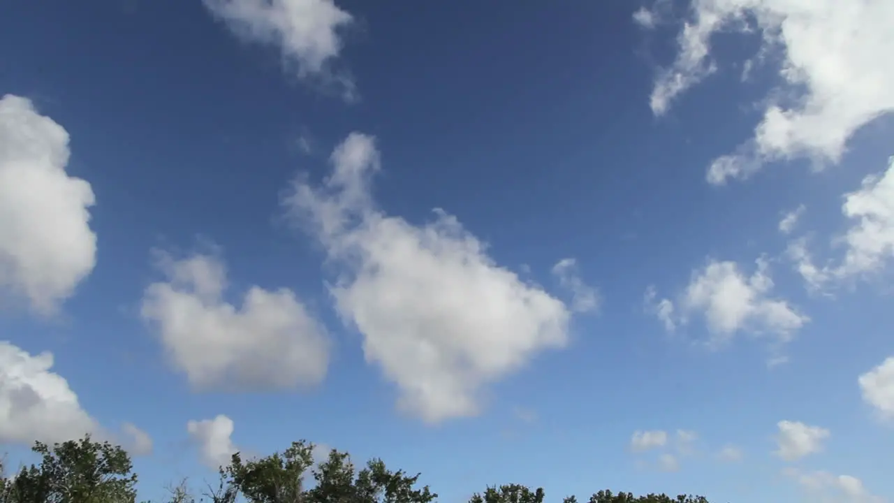 Florida Everglades Puffy Clouds Time Lapse