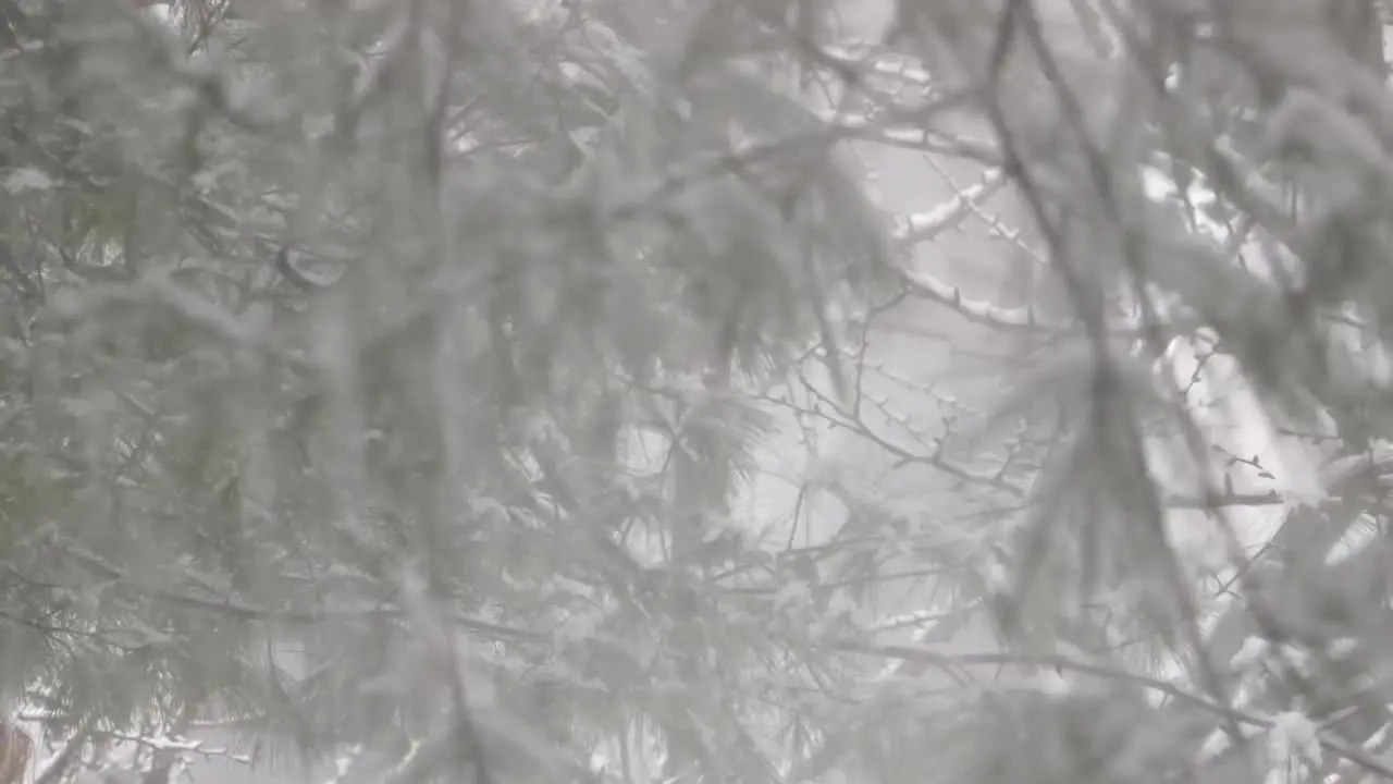 Snow falling from a tree