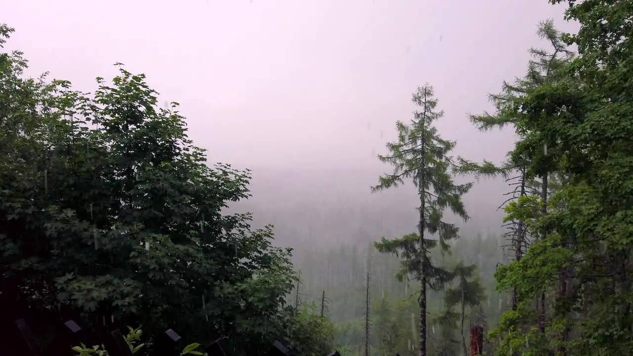 Misty forest view with hail storm Tatra mountains Slovakia