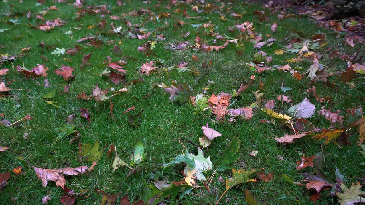 Slow forward track of freshly fallen leaves on a verdant green lawn