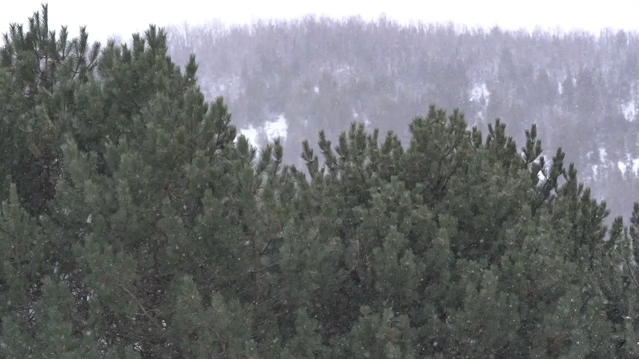 4K Snow falling with forest in background