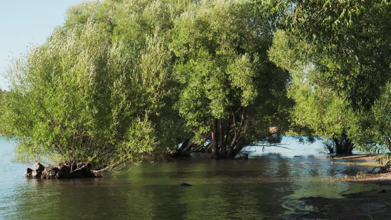 Lush green trees on a riverbank submerged in floodwaters in New Zealand