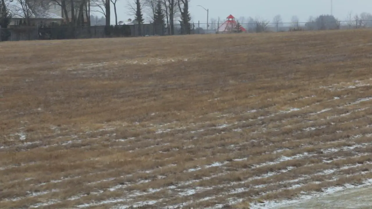 Snow blows through a field