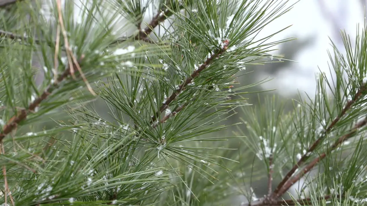 Snow falling on a pine tree