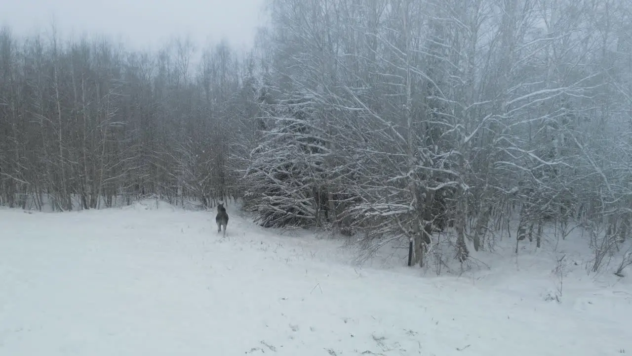 Winter Moose in the wild runs off