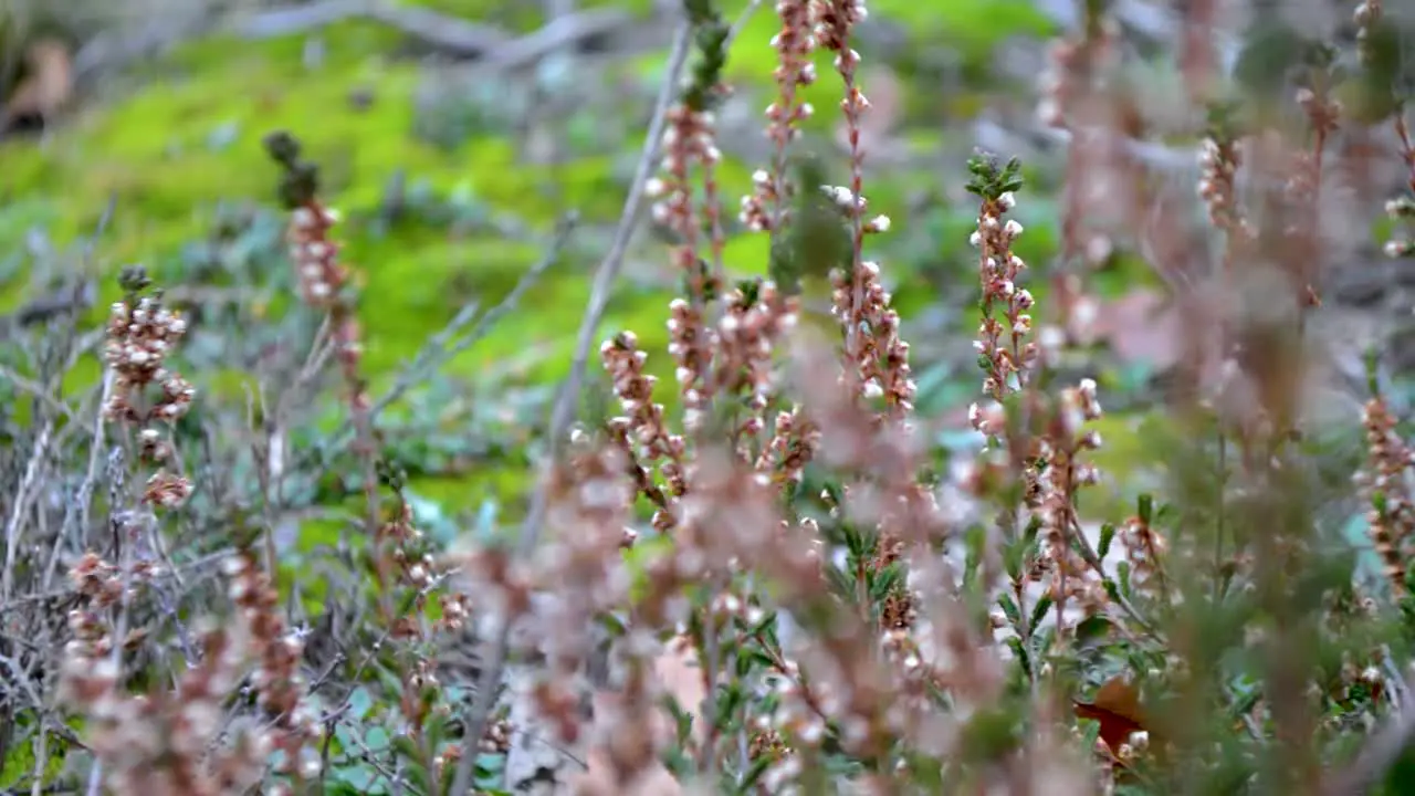 Heather blowing in the wind