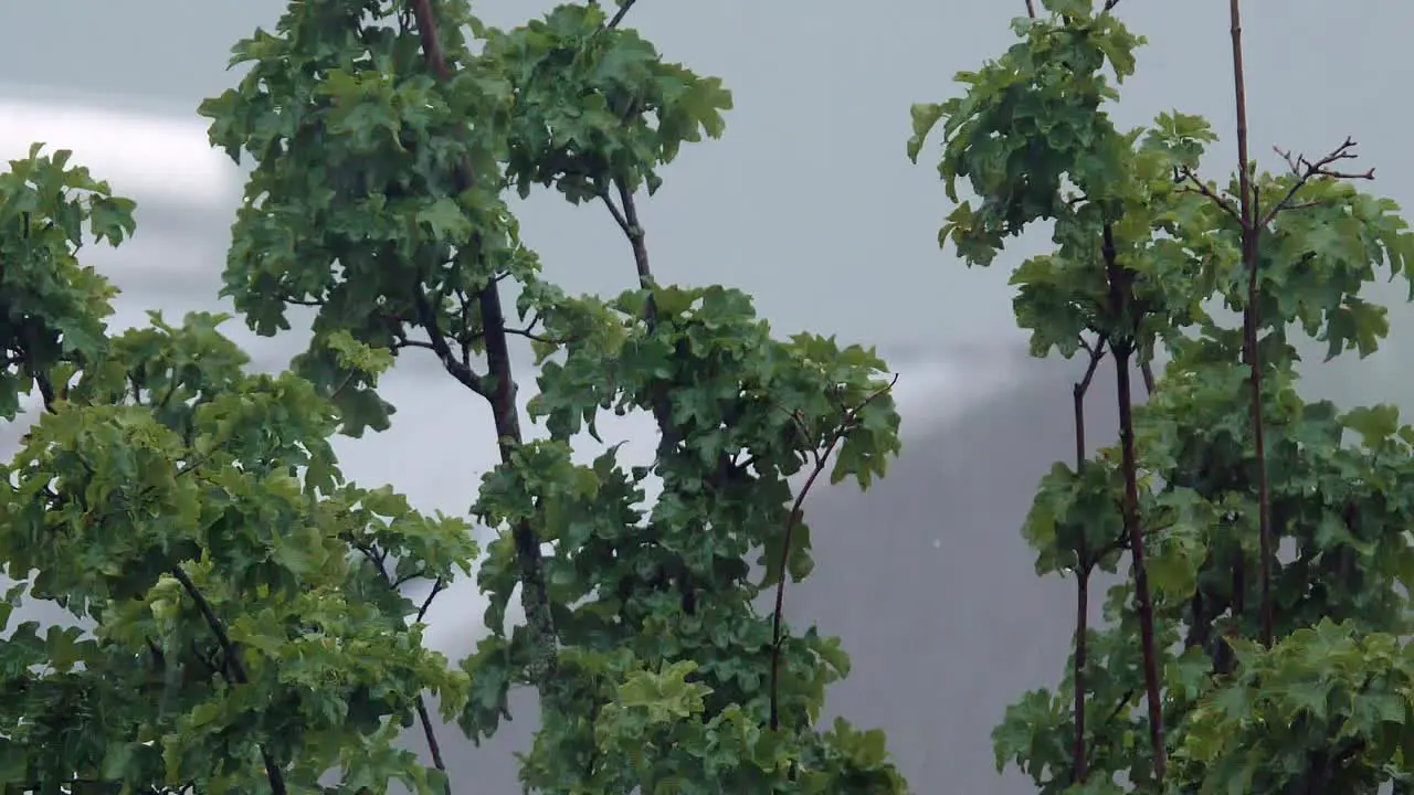 Calm heavy rainfall in slow motion over trees moving with wind blurred background