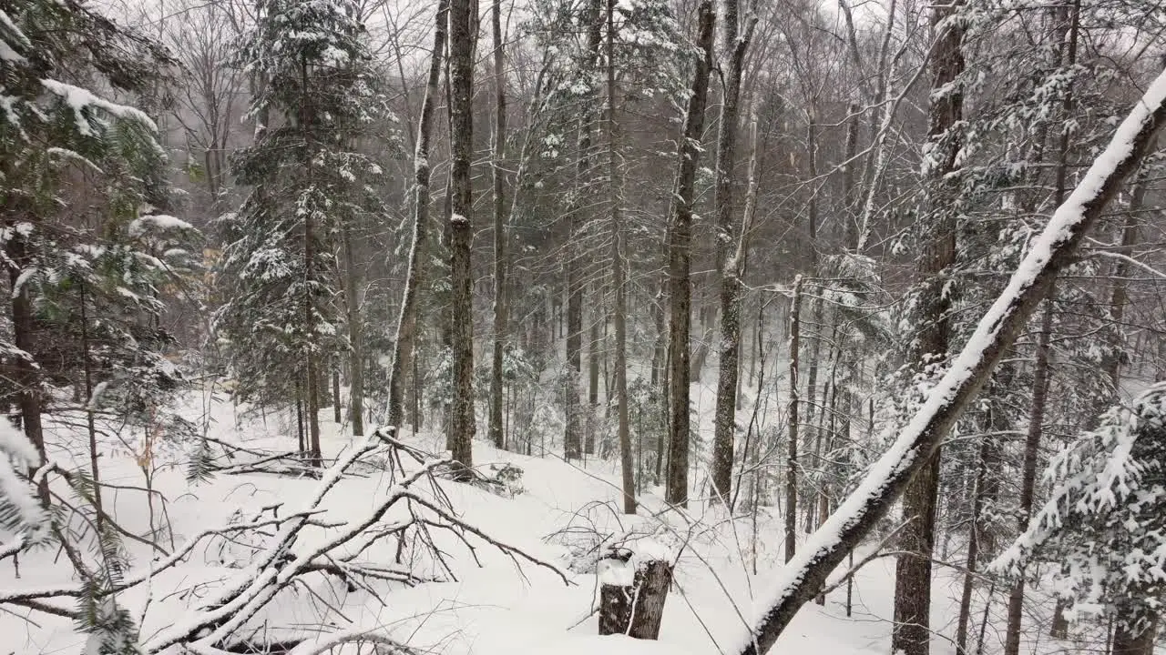 Falling snow covers tree branches in woods white winter landscape aerial