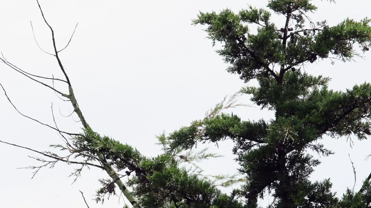 Leaves and tree trunks in the wind in Bogota Colombia