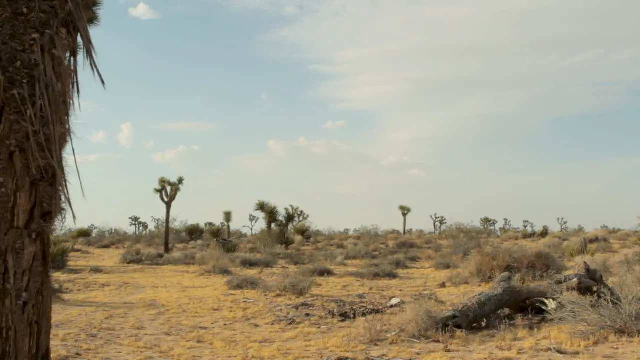 desert landscape in the daytime