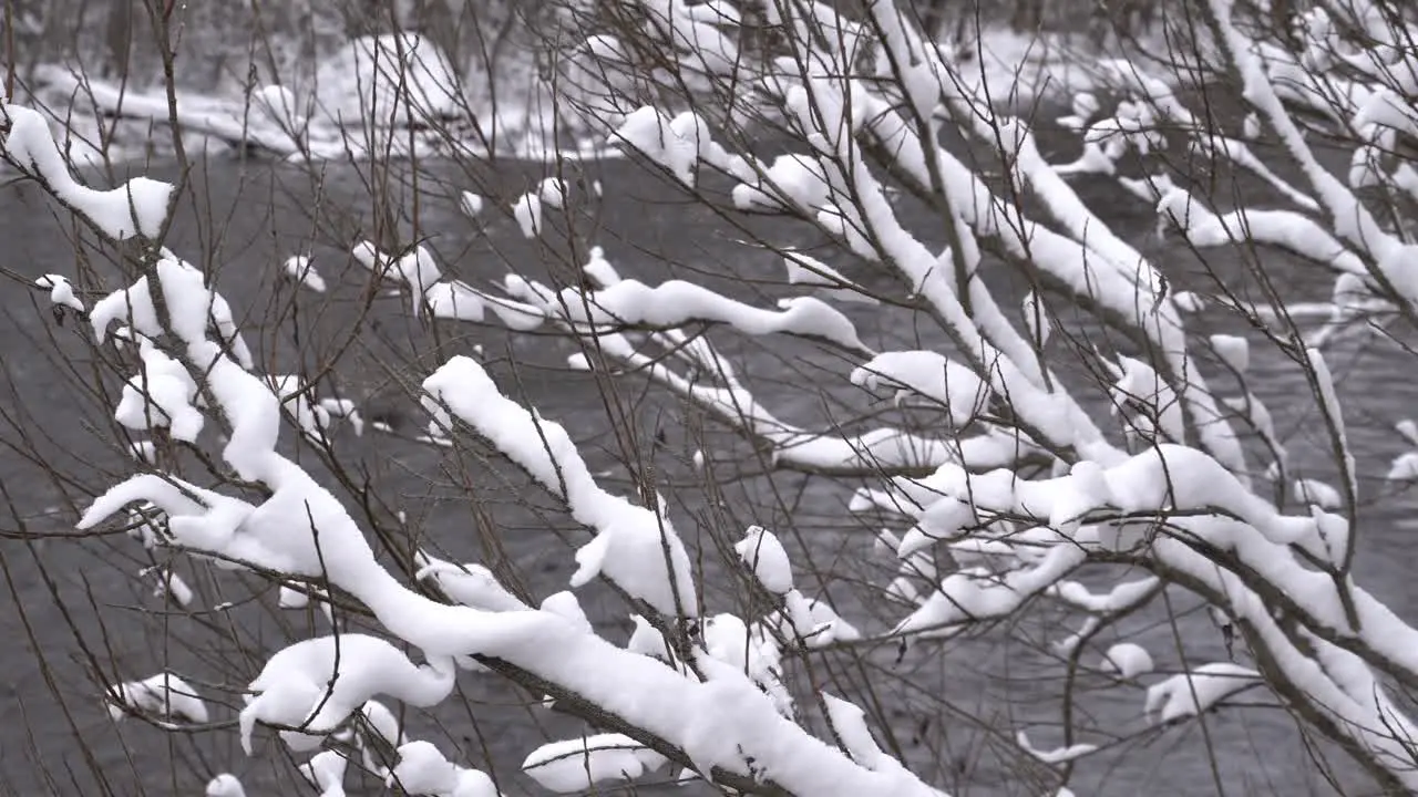 Winter river through snowy branches