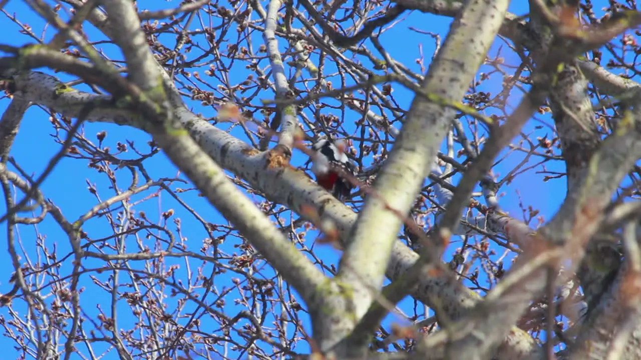 Bird in tree Blooming willow tree in front of blue sky Bird on tree in spring