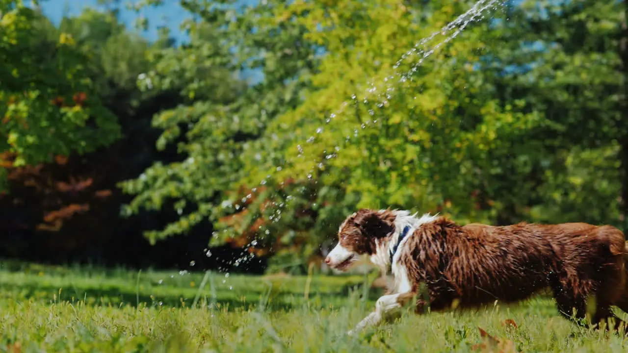 Funny Dog Playing With A Garden Hose Play With The Owner And Have Fun Together