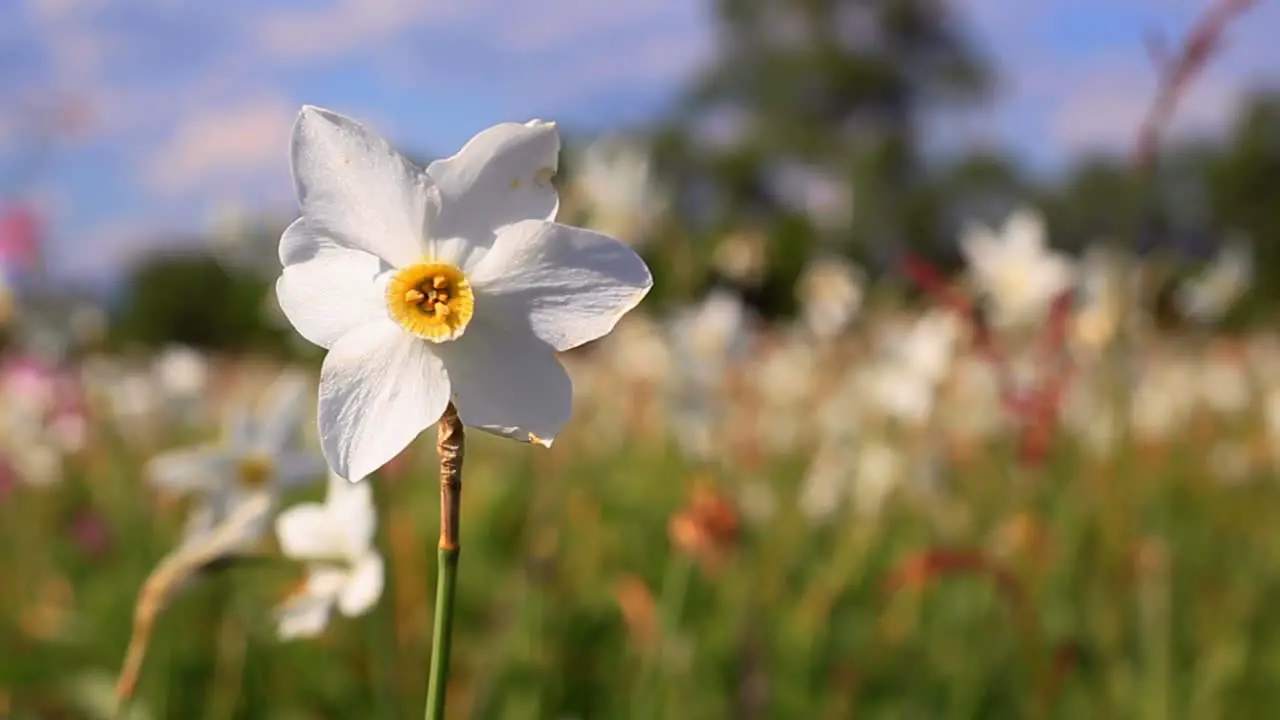 White daffodil flower in spring field Spring field with beautiful daffodils