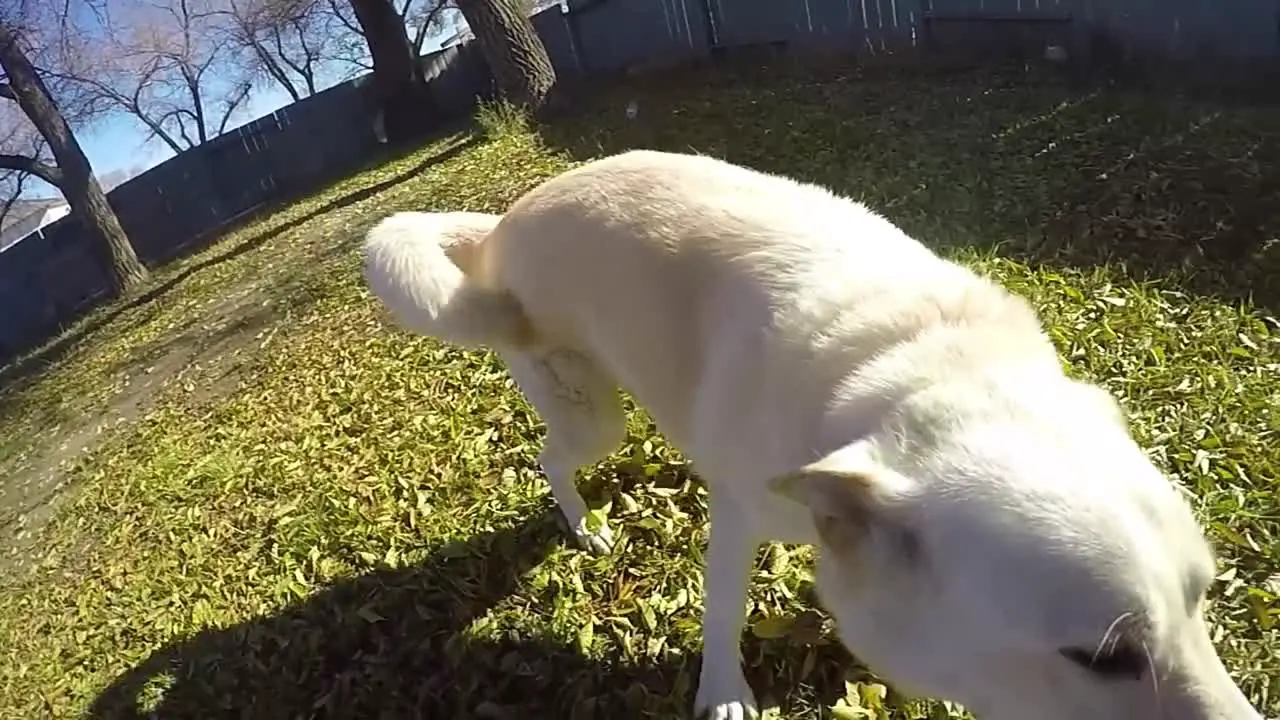 SLOW MOTION Tug A War with a white husky dog using a rope bone in a green leaf yard