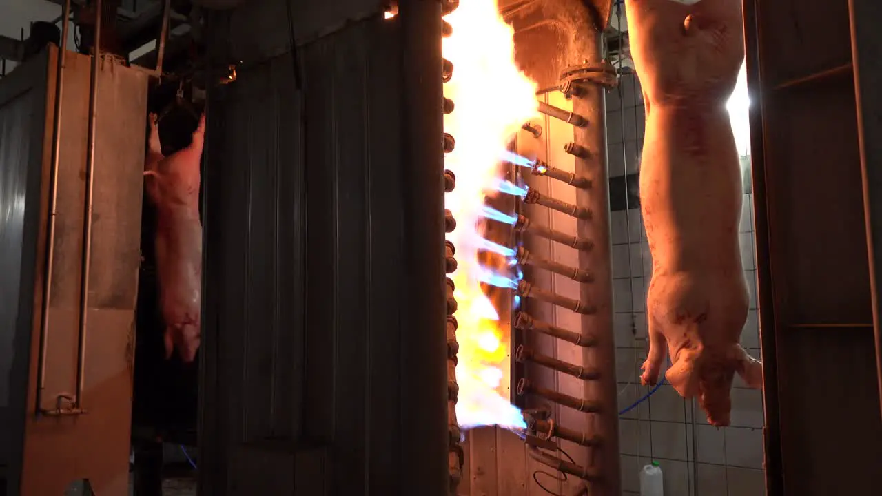 Cleaning of hairs in pigs hung with torch fire