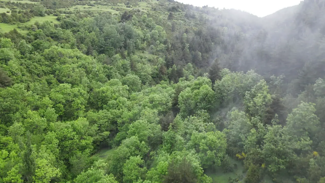 Aerial Drone View Of A Wonderful Foggy Forest In The Pyrenees With All Kinds Of Trees Pines Firs Beeches Etc