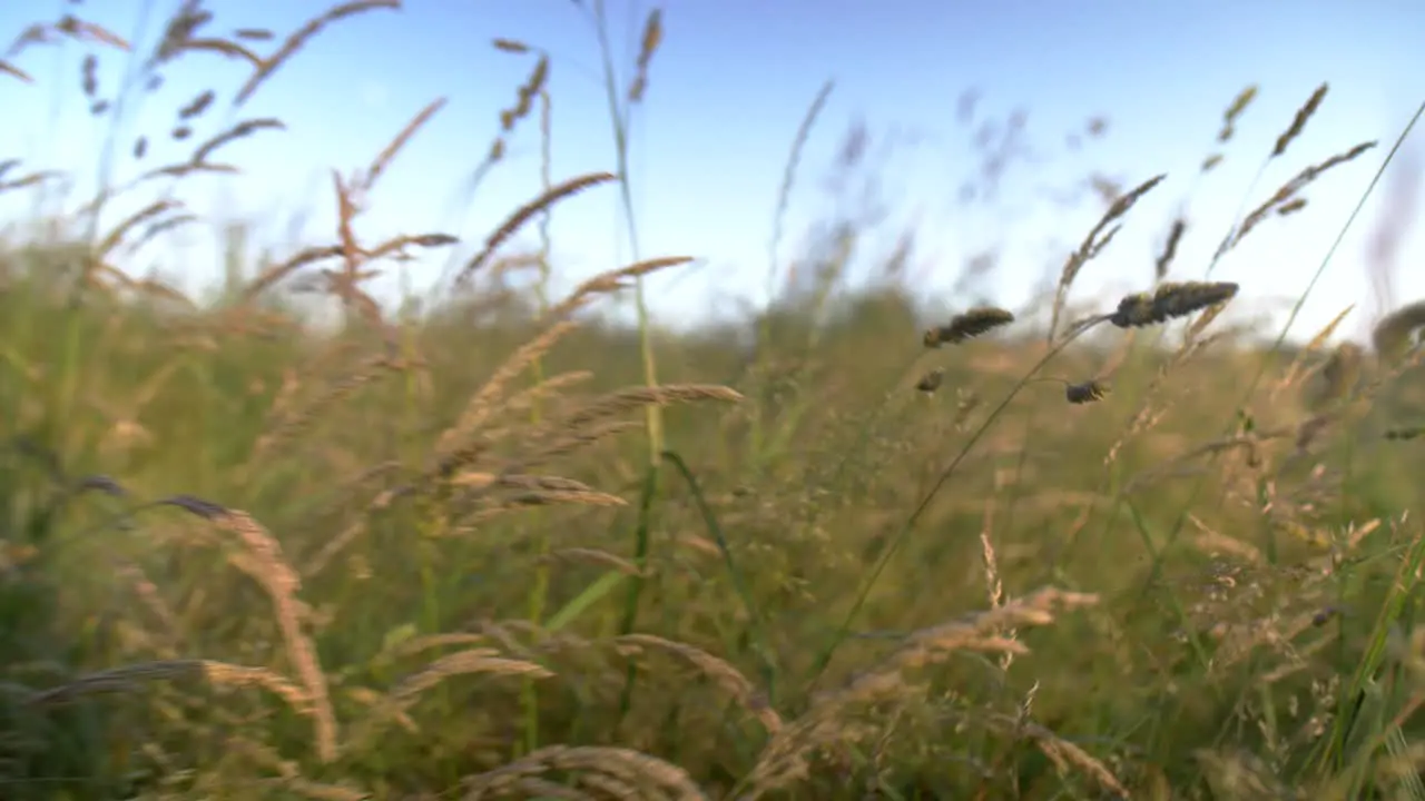 Walking through grass at sunset Slow motion