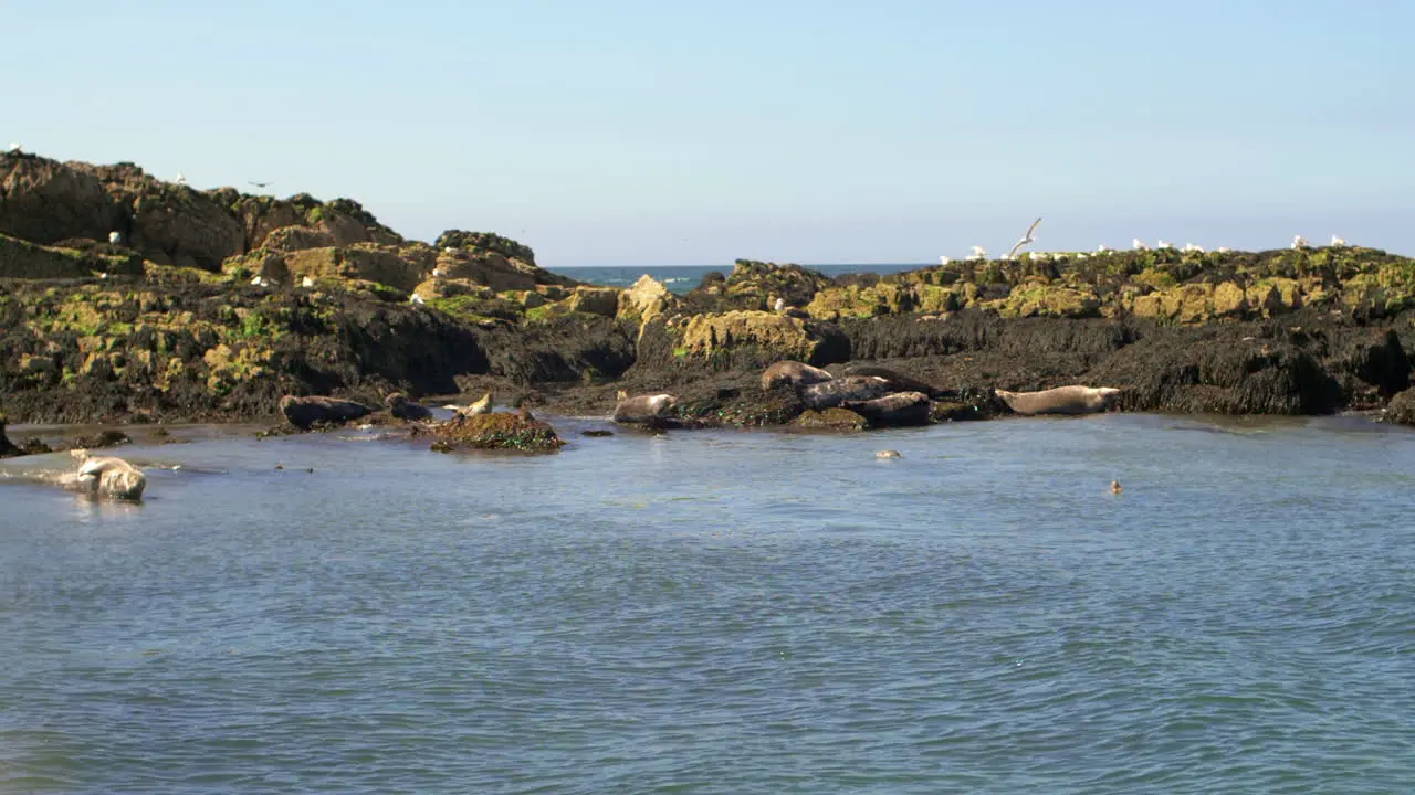 Slow motion Sea Lions Coast