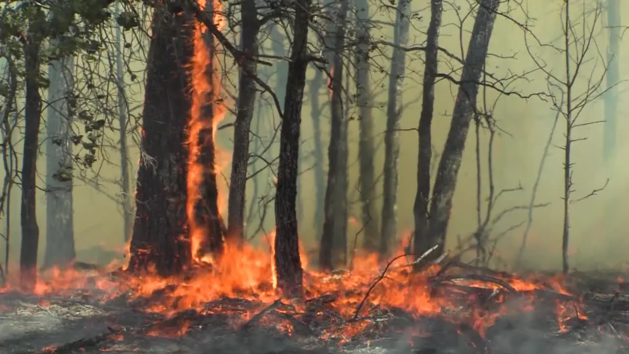 A Wind Whipped Wildfire Blows Across A Field And In A Forest 1