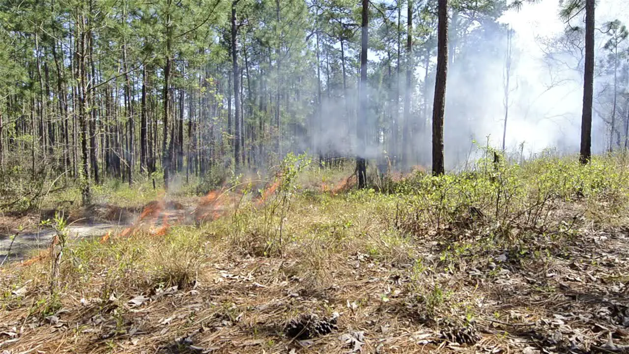 A fire crew member lighting a prescribed fire with a drip torch near Baxley Georgia