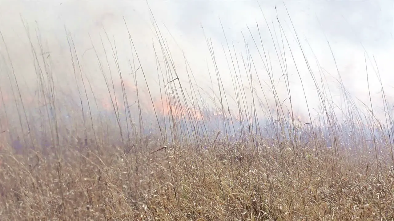 Close up of a prescribed grass burn on a powerline corridor near Baxley Georgia 1