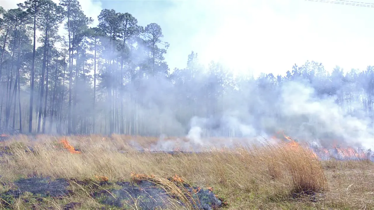 Close up of a prescribed grass burn on a powerline corridor near Baxley Georgia