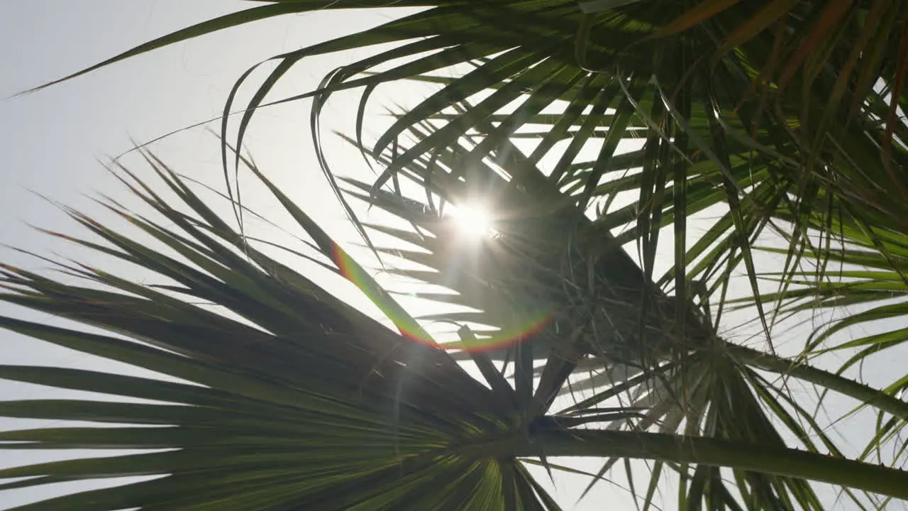 Sun trough palm tree leaves