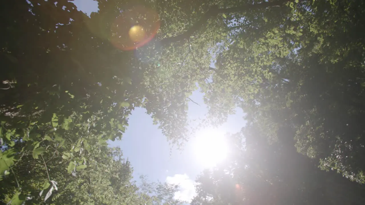 Slow motion move from right to left with the sun leaving a lens flare across the camera lens in the forest