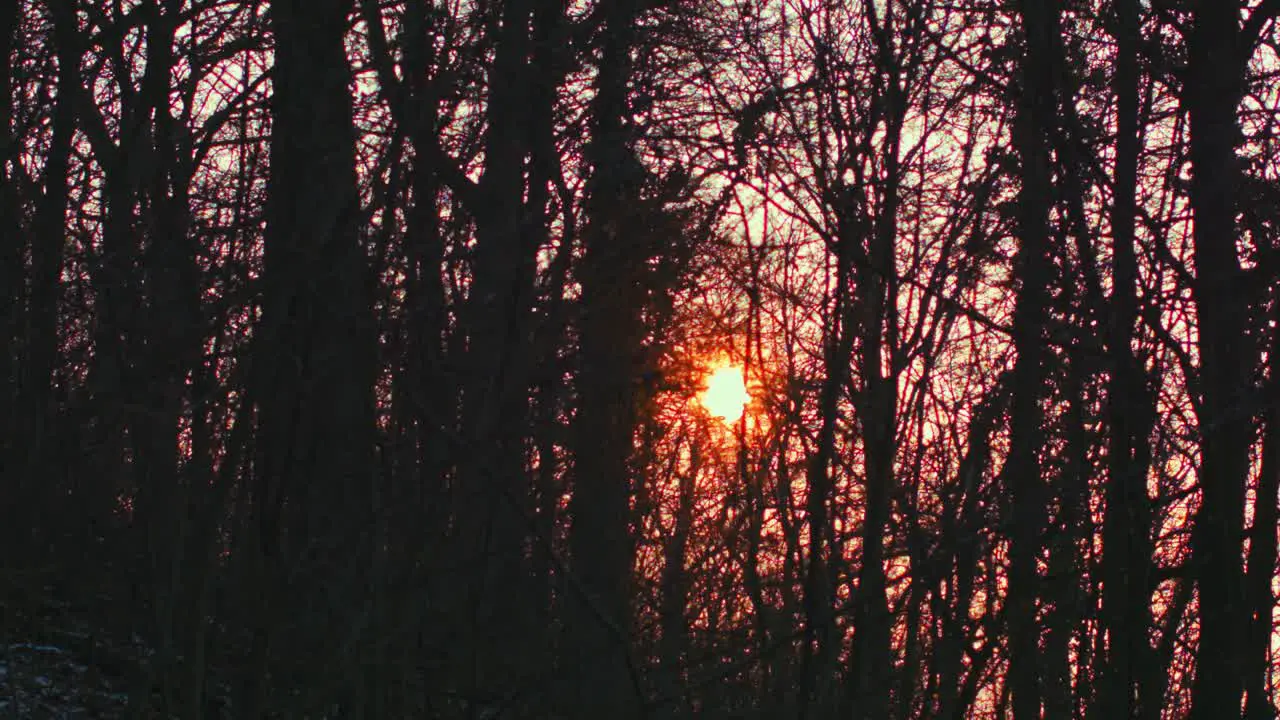 The Sun rises between the trees