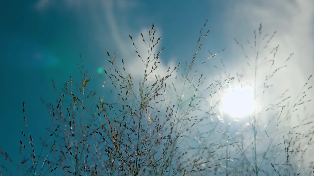 Panicum virgatum 'Heavy Metal' silhouette against sky and sun