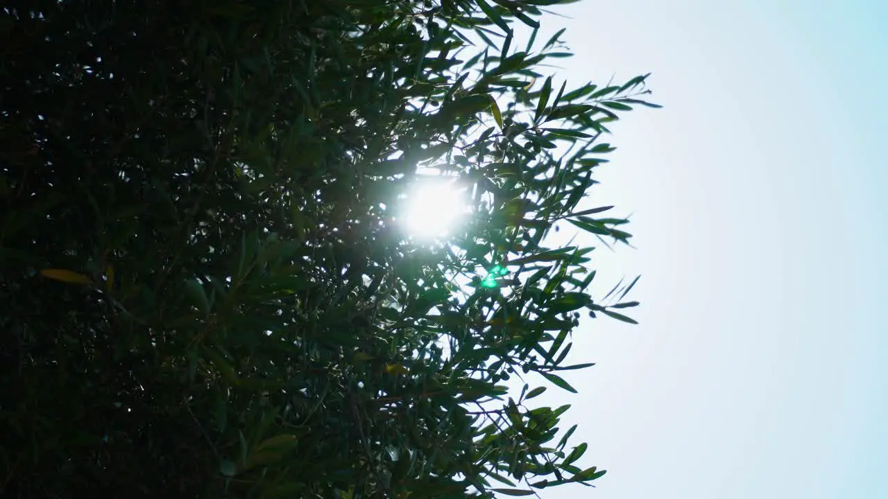 Mid-day sun glittering with bright stars through the green branches of an olive tree with fruit waving in a strong wind