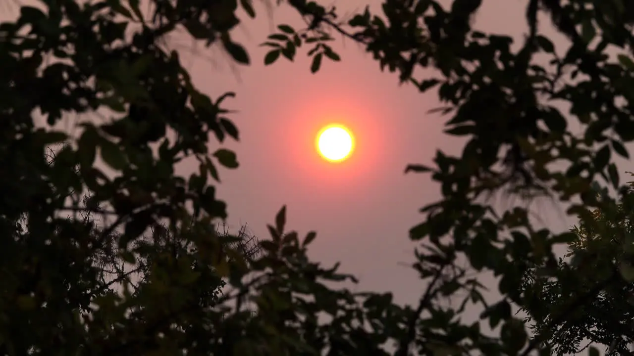 Sun through tree branches