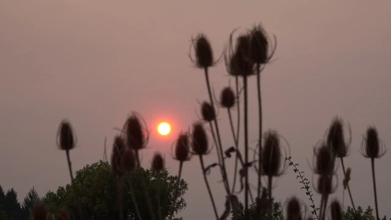 Weeds and bright evening sun