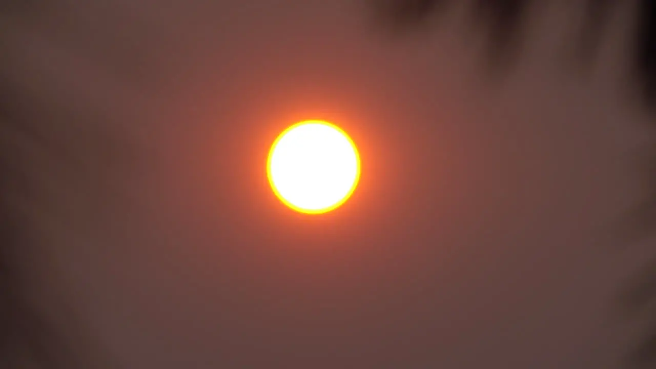 Bright sun in smoky sky zooms out to pine needles