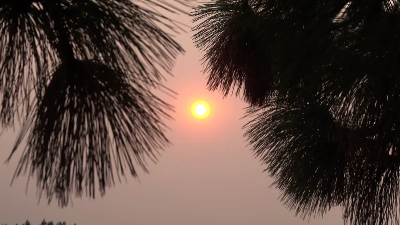 Sun seen through pine needles