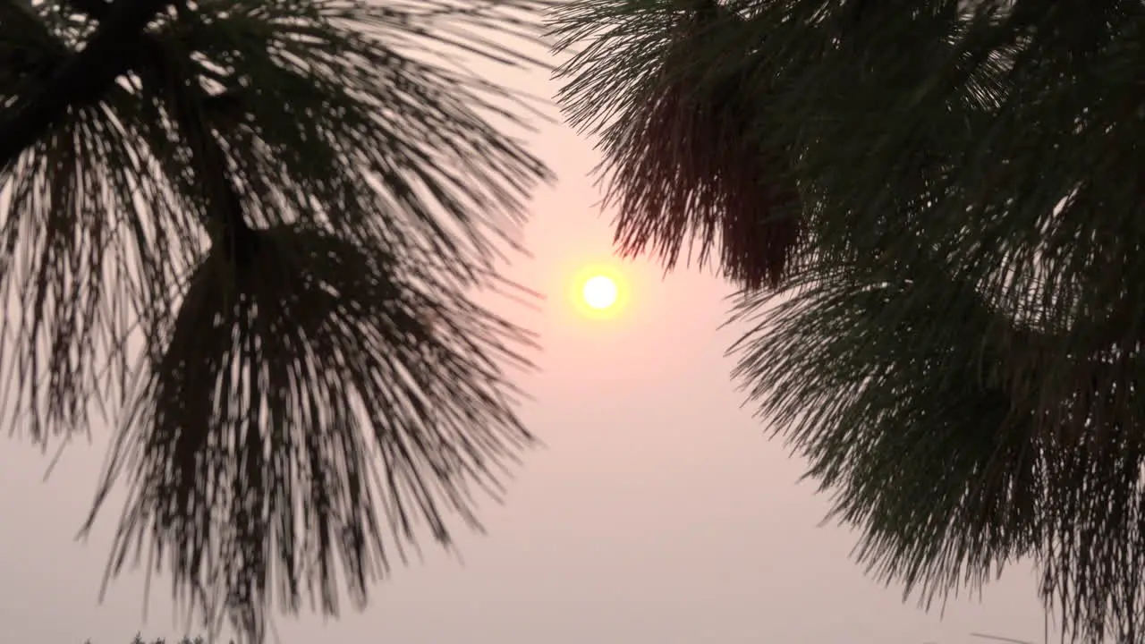 Bright sun though pine branches zooms in