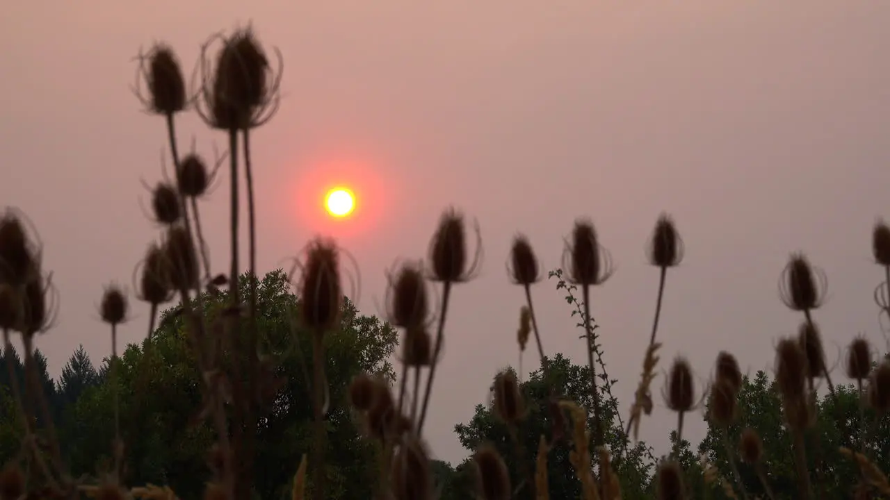 Sun over trees and soft focus weeds