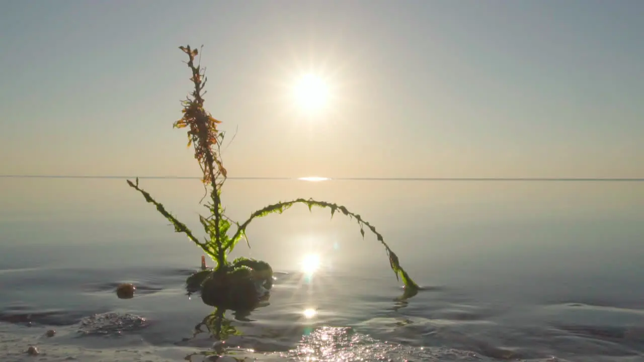 beach sunrise landscape with plant and ocean water moving in slow motion