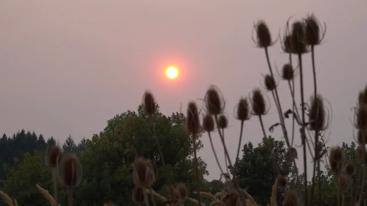 Weeds and sun over trees in evening