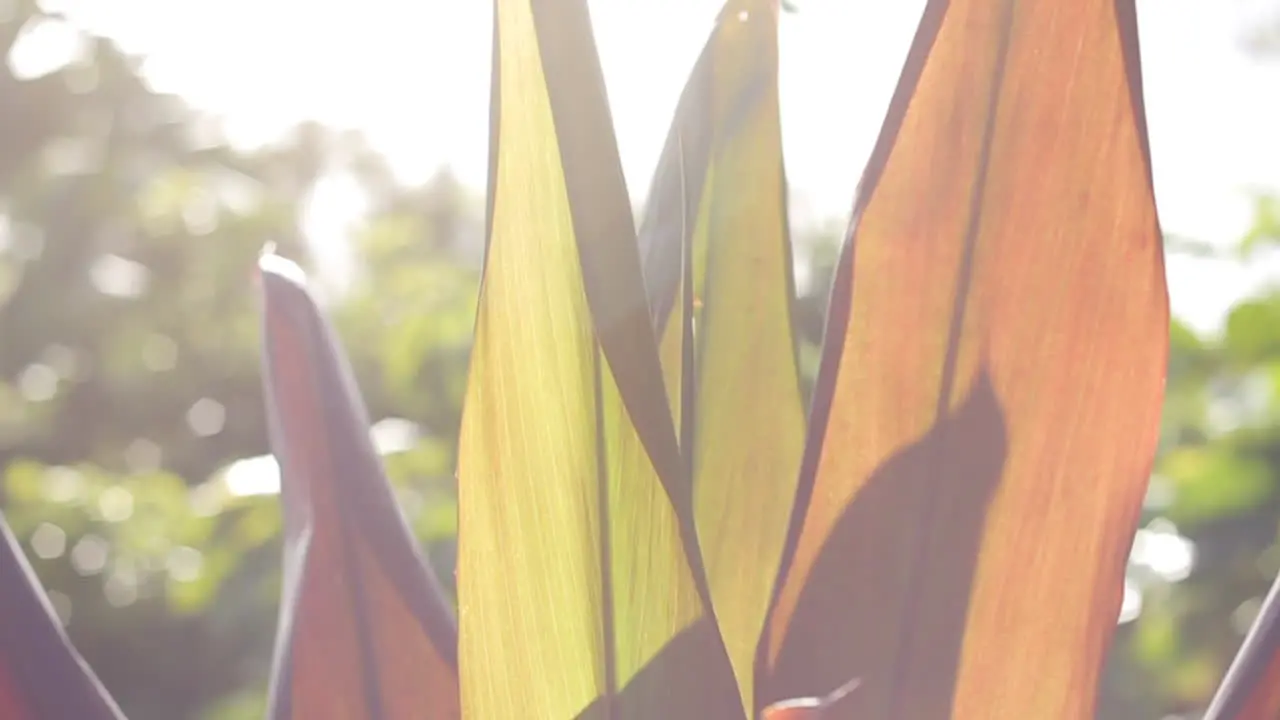 Sun Shine Reflects off of Orange Plant